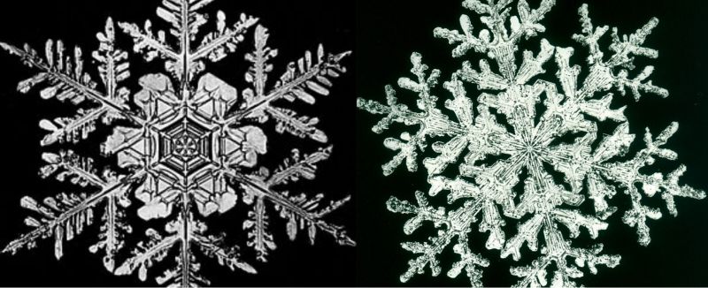 Images of snowflakes captured by Wilson Bentley