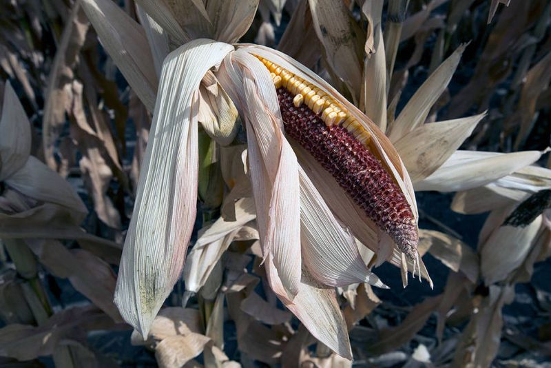 Drought caused this Iowa corn crop to fail in 2012. As the changing climate increases the frequency of extreme events, the risk will double that corn harvests will fail in at least three of the world’s five major breadbasket regions in the same year.