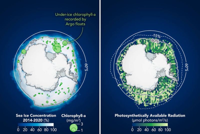 Based on data from underwater instruments and climate models, the left map shows the location and abundance of likely phytoplankton blooms and their position within the icepack from 2014-2020. The right map combines satellite data and models to show where there was likely enough light penetrating the ice to sustain blooms.