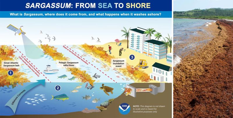Sargassum: From Sea to Shore infographic